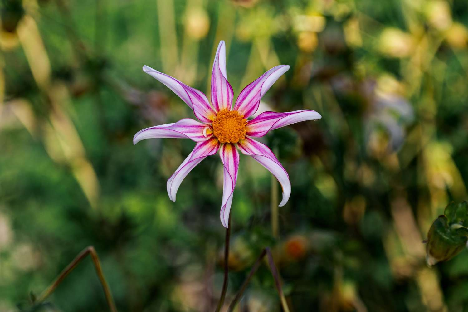 Dahlia 'Honka Fragile'